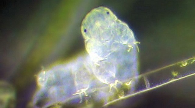 This tardigrade is already almost a gel. 